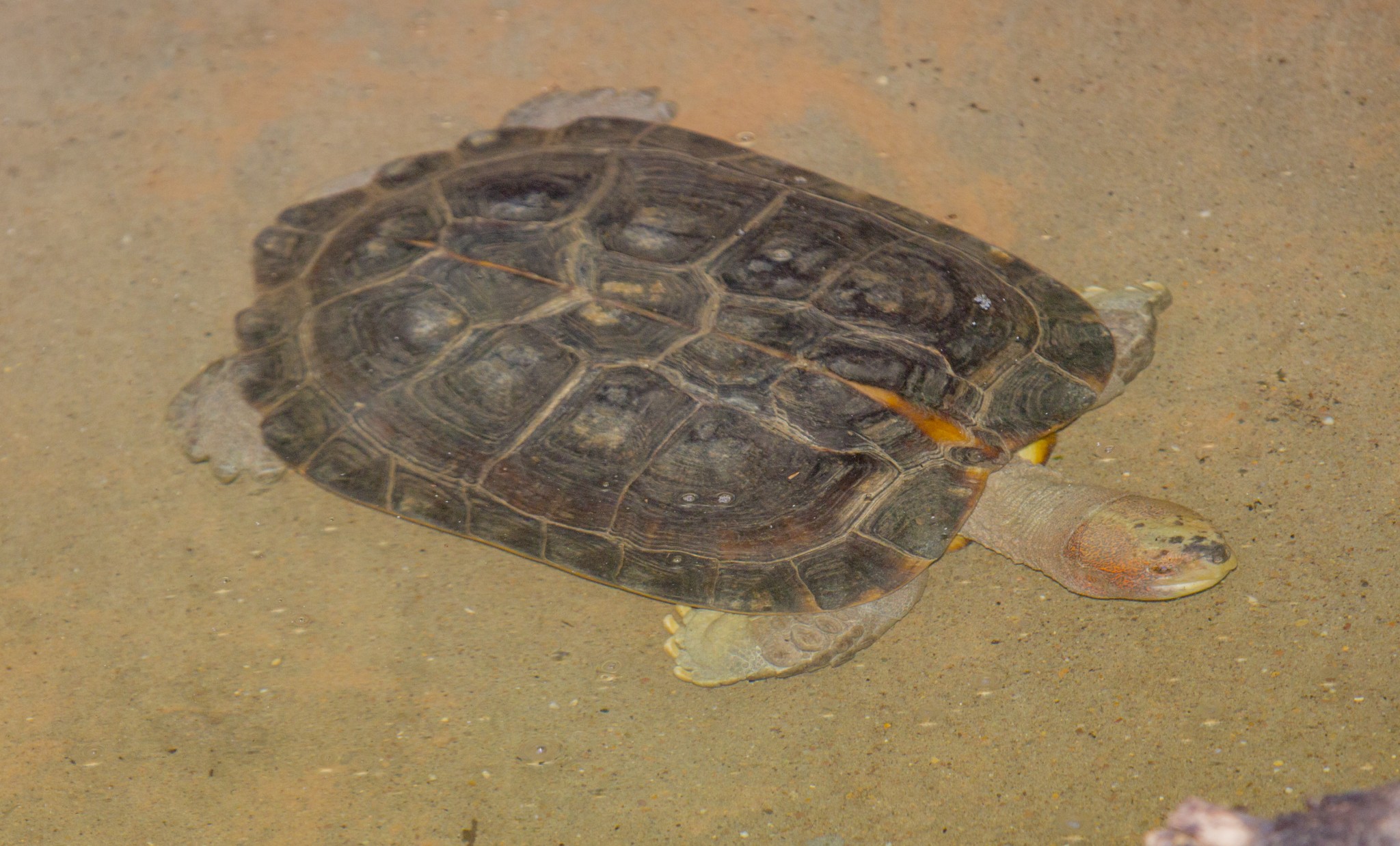 Turtle (Giant Asian Pond)