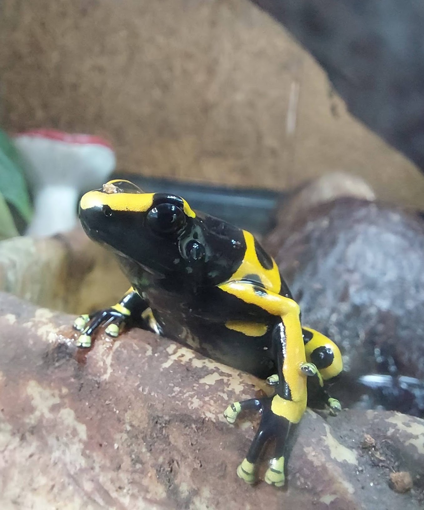 Dart Frog (Yellow Banded Poison)