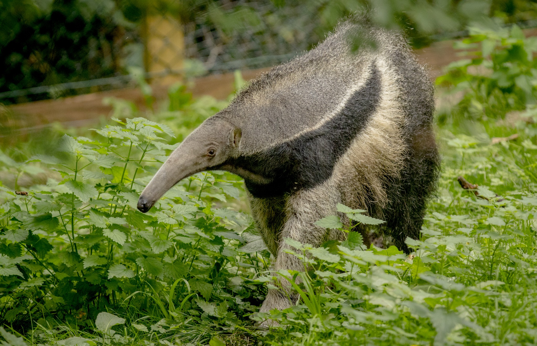 Anteater (Giant)