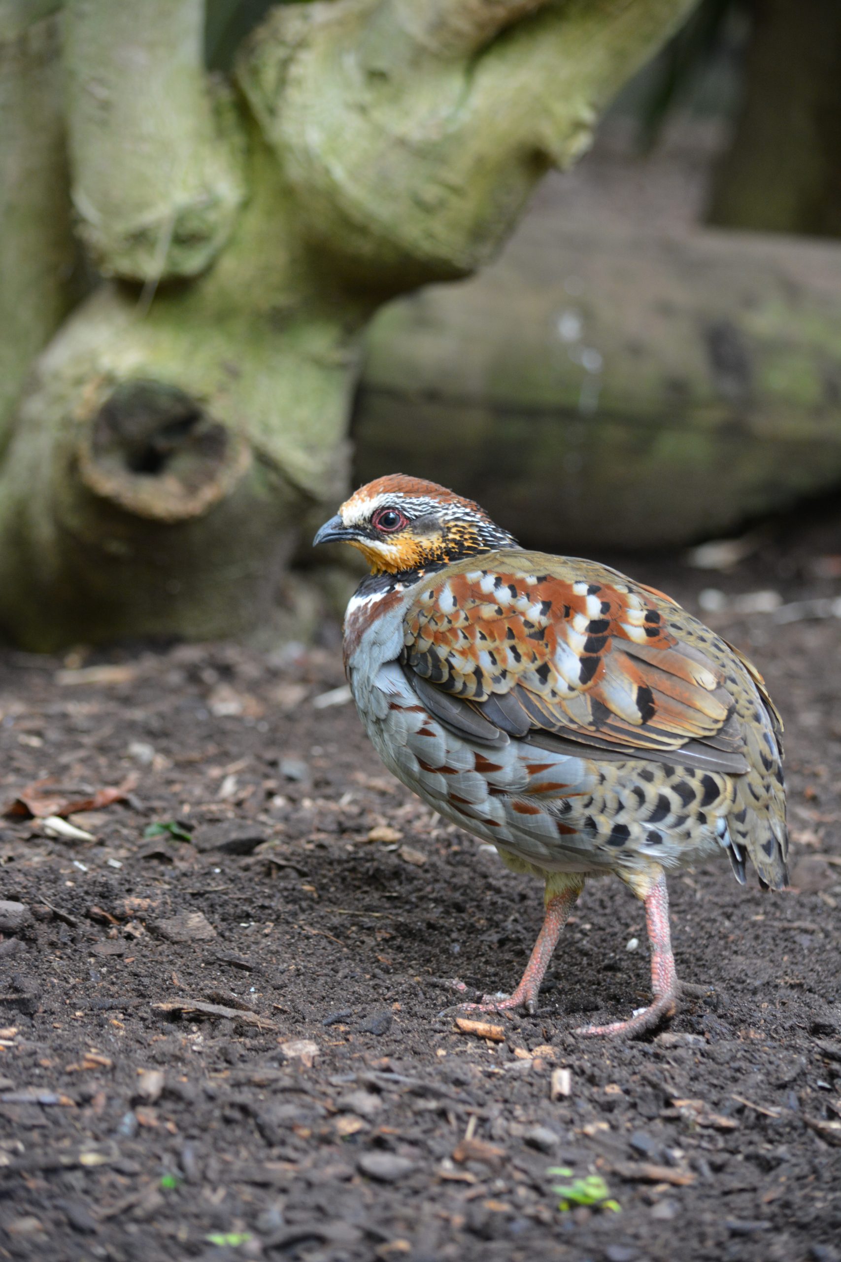 Partridge (Collared Hill)