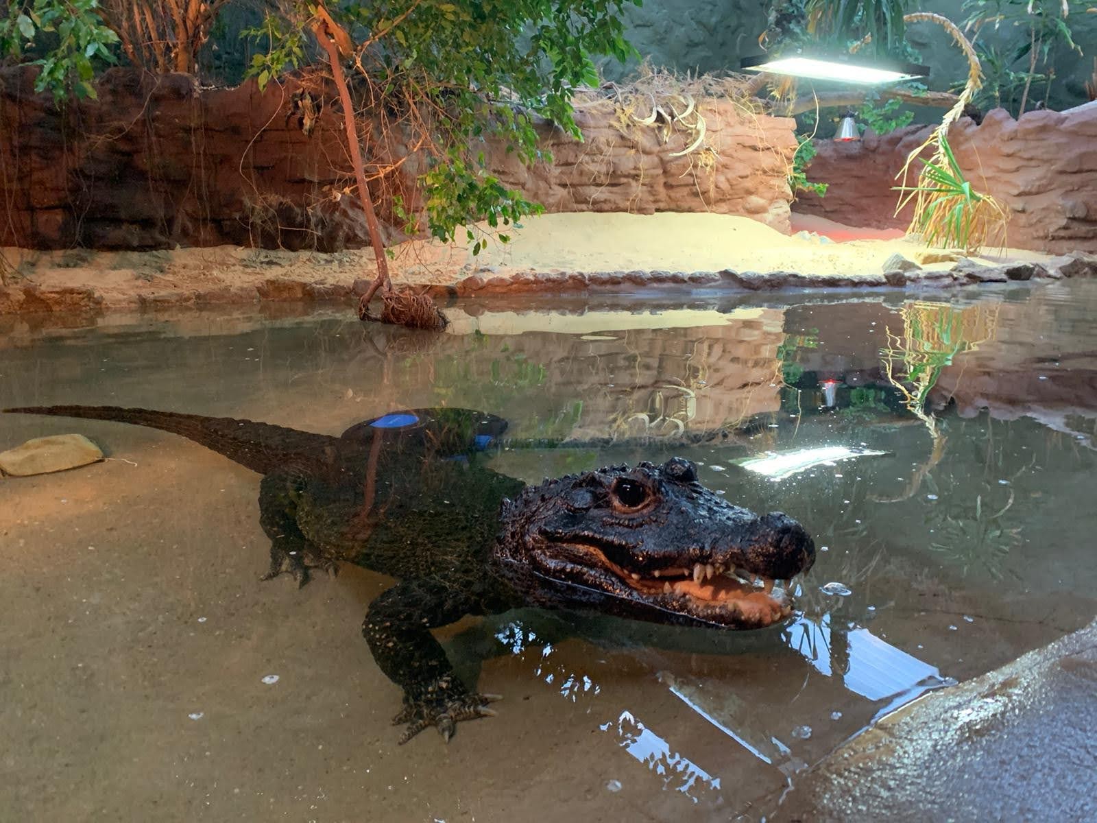 Crocodile (West African Dwarf)