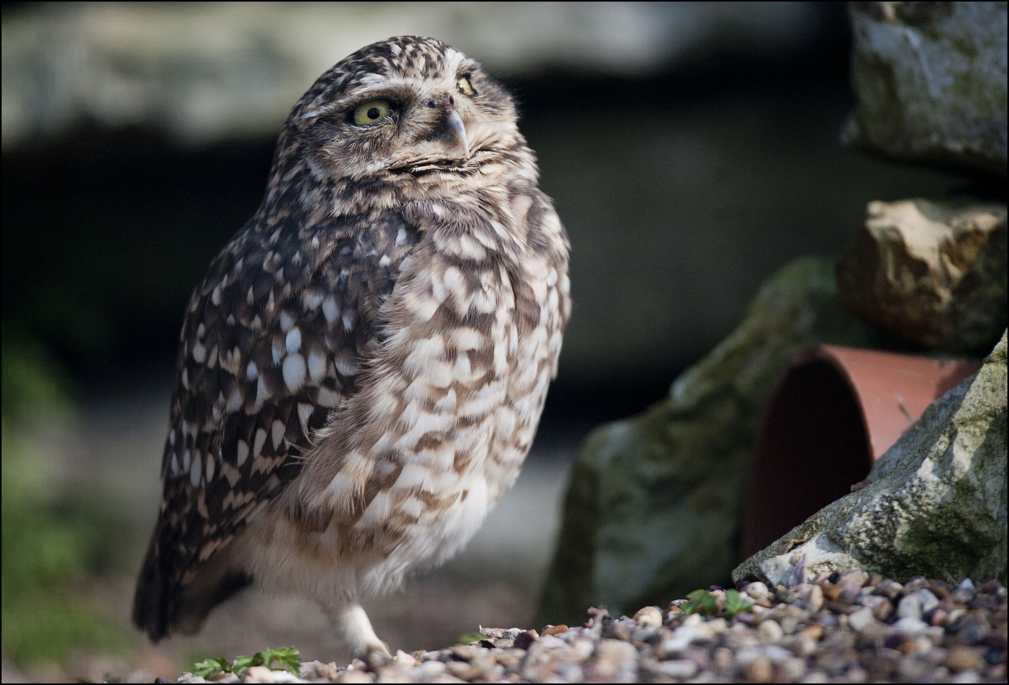Owl (Burrowing)