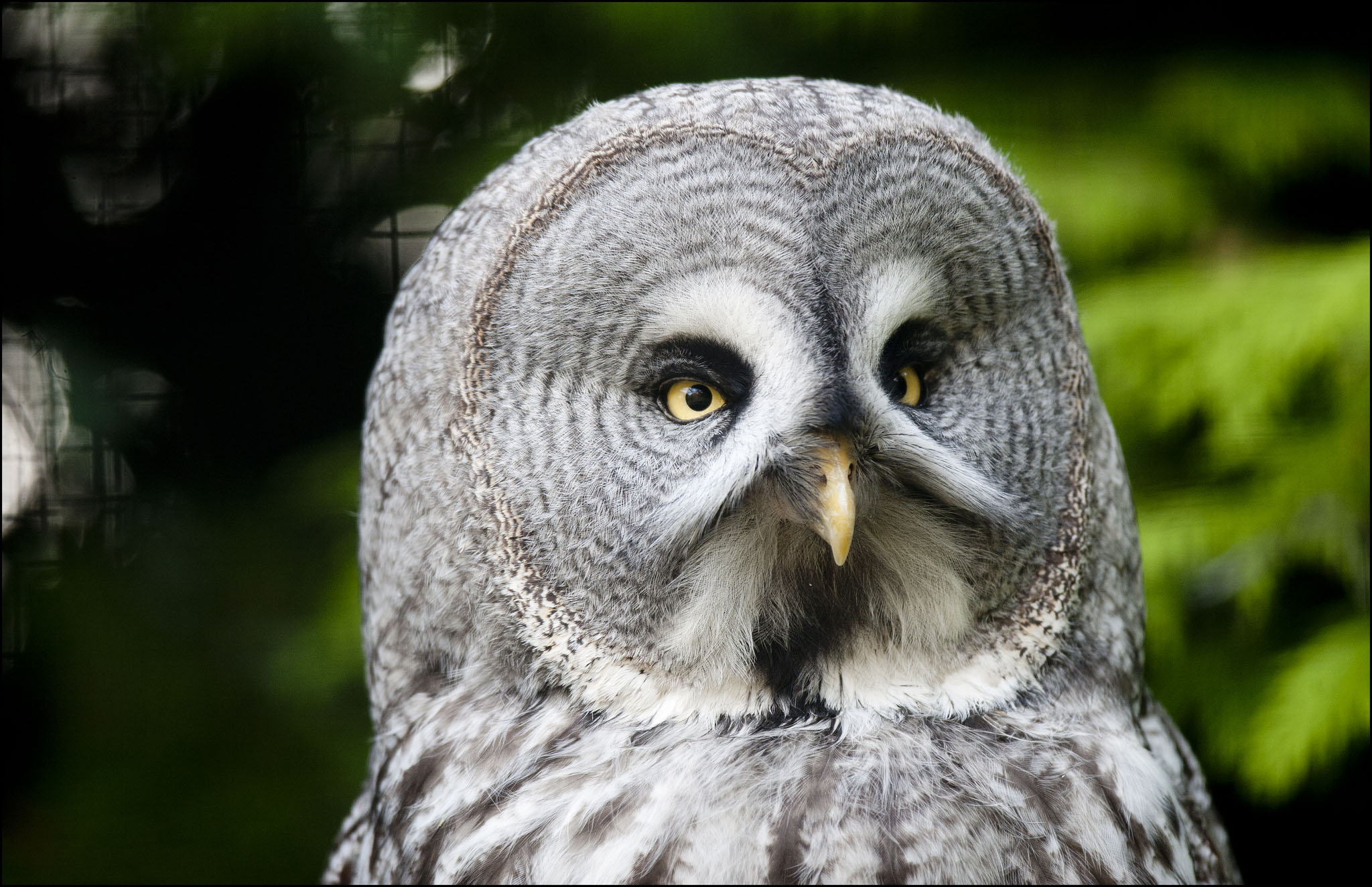 Owl (Great Grey Owl)