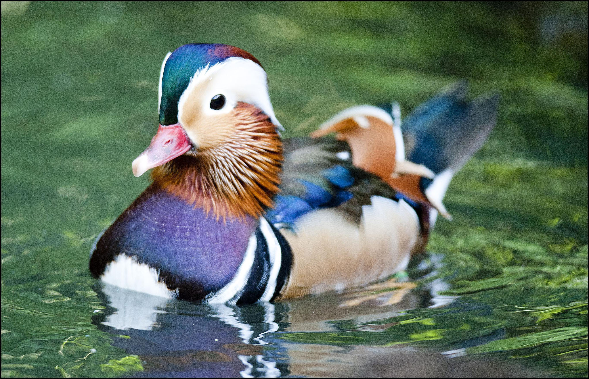 Duck (Mandarin)