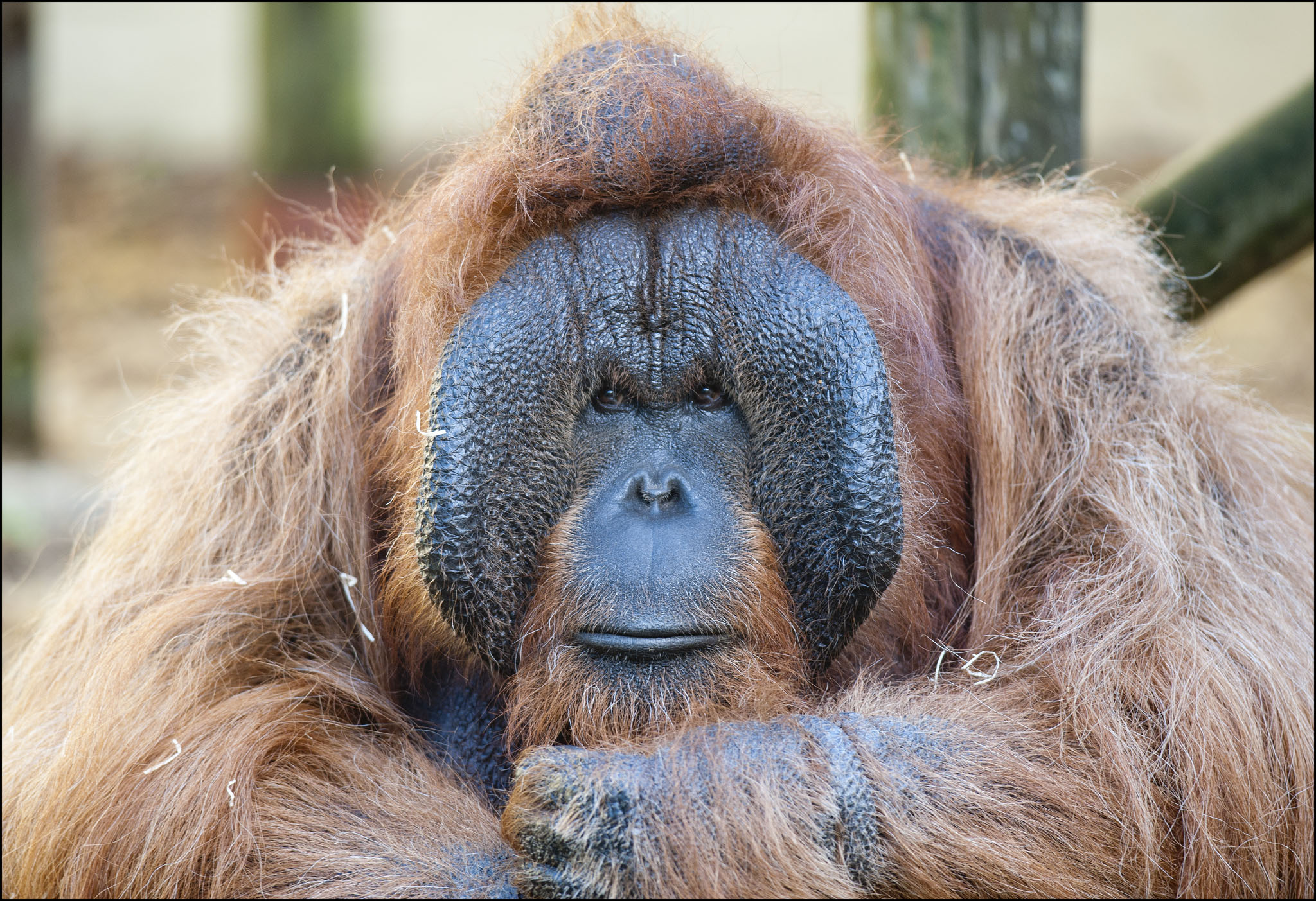 Orangutan (Bornean)