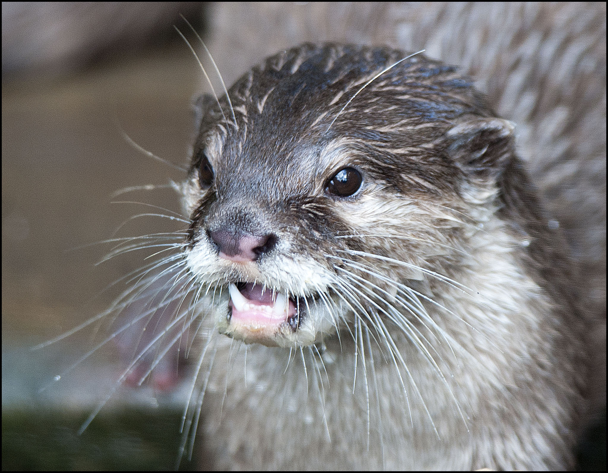 Otter (Asiatic Short-clawed)