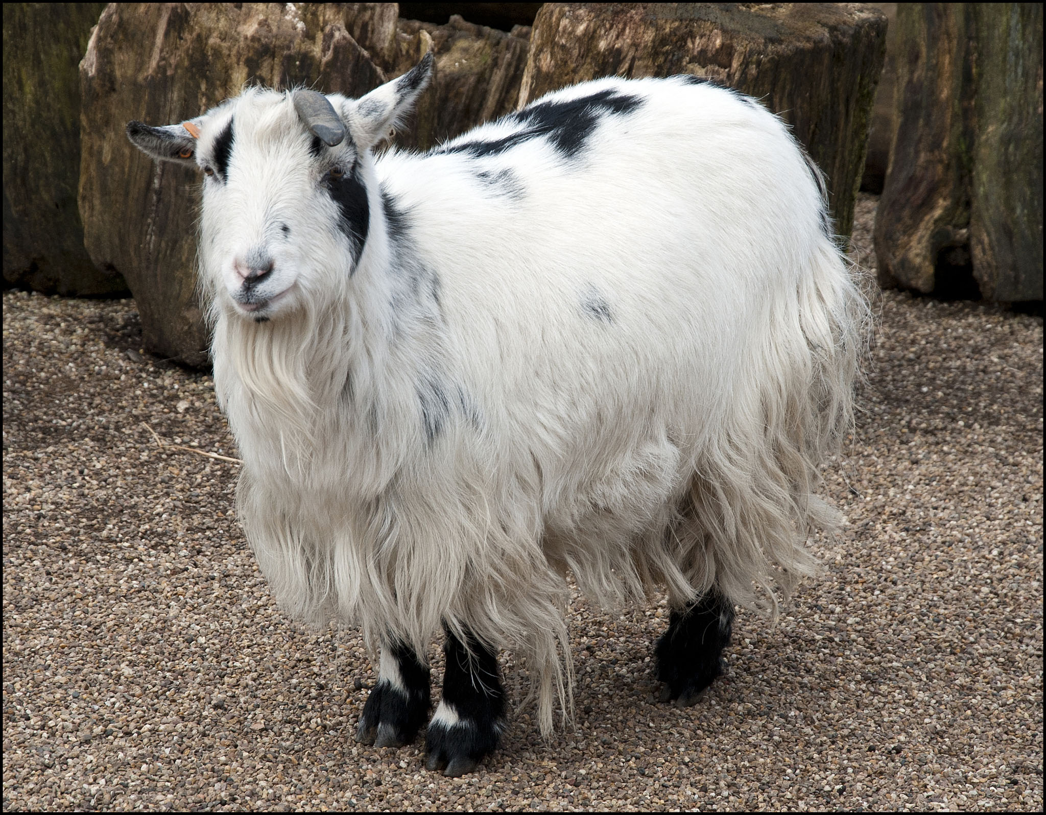 Goat (African Pygmy)