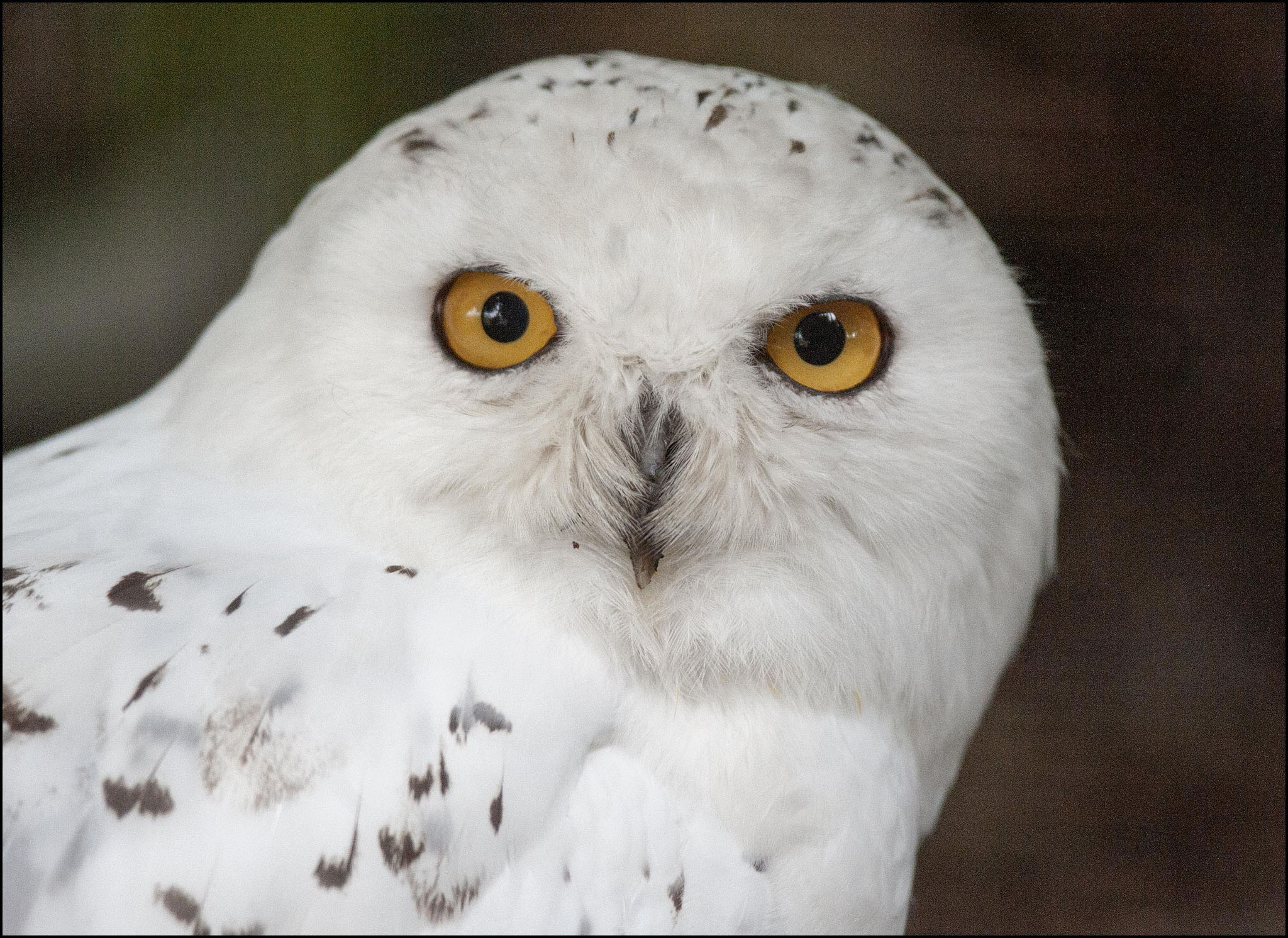 Owl (Snowy)