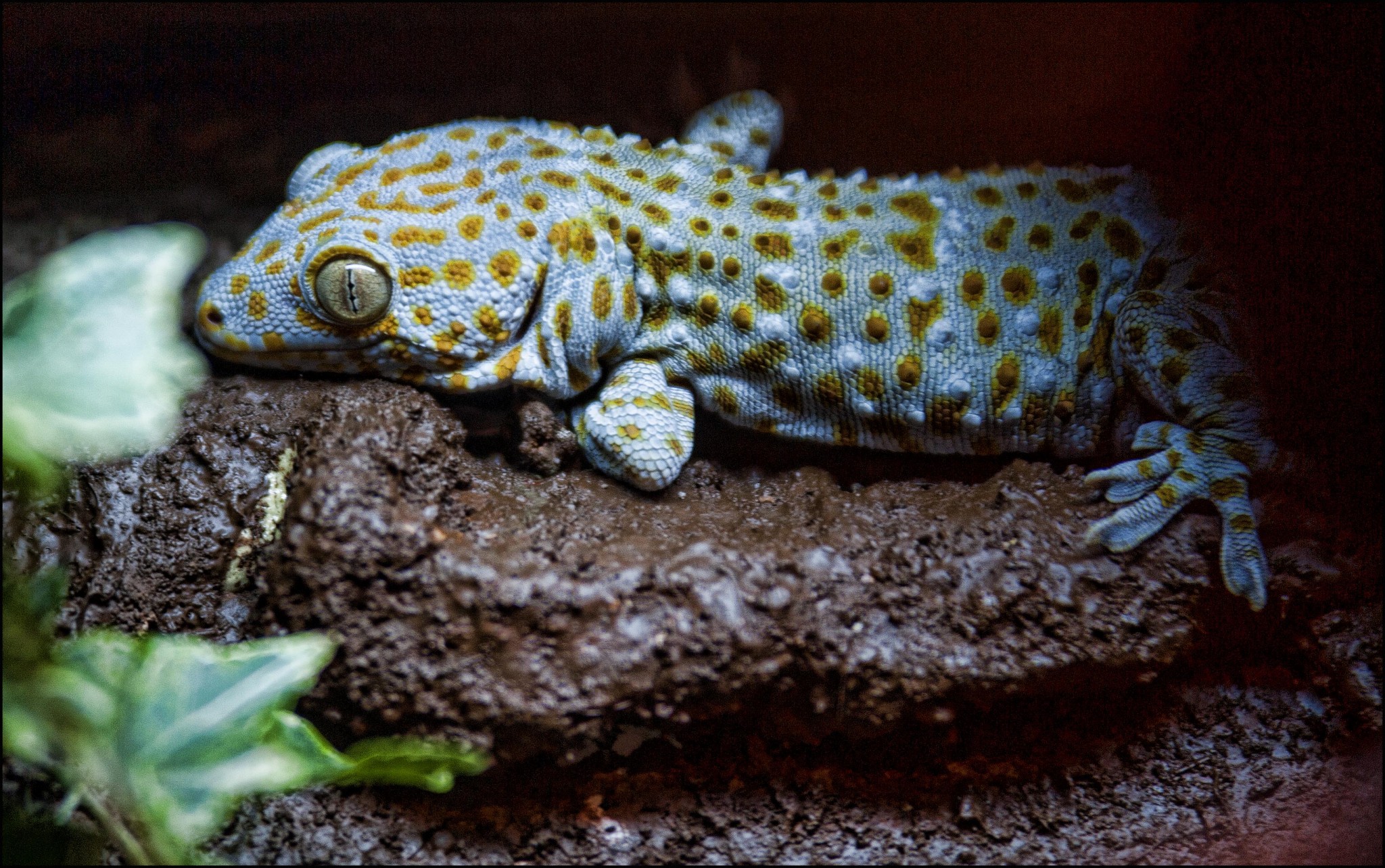 Gecko (Tokay)