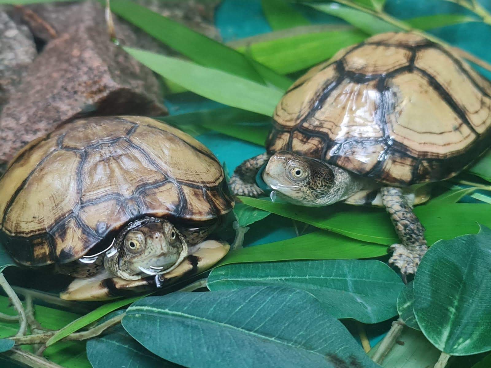 Turtle (Coahuilan Box)