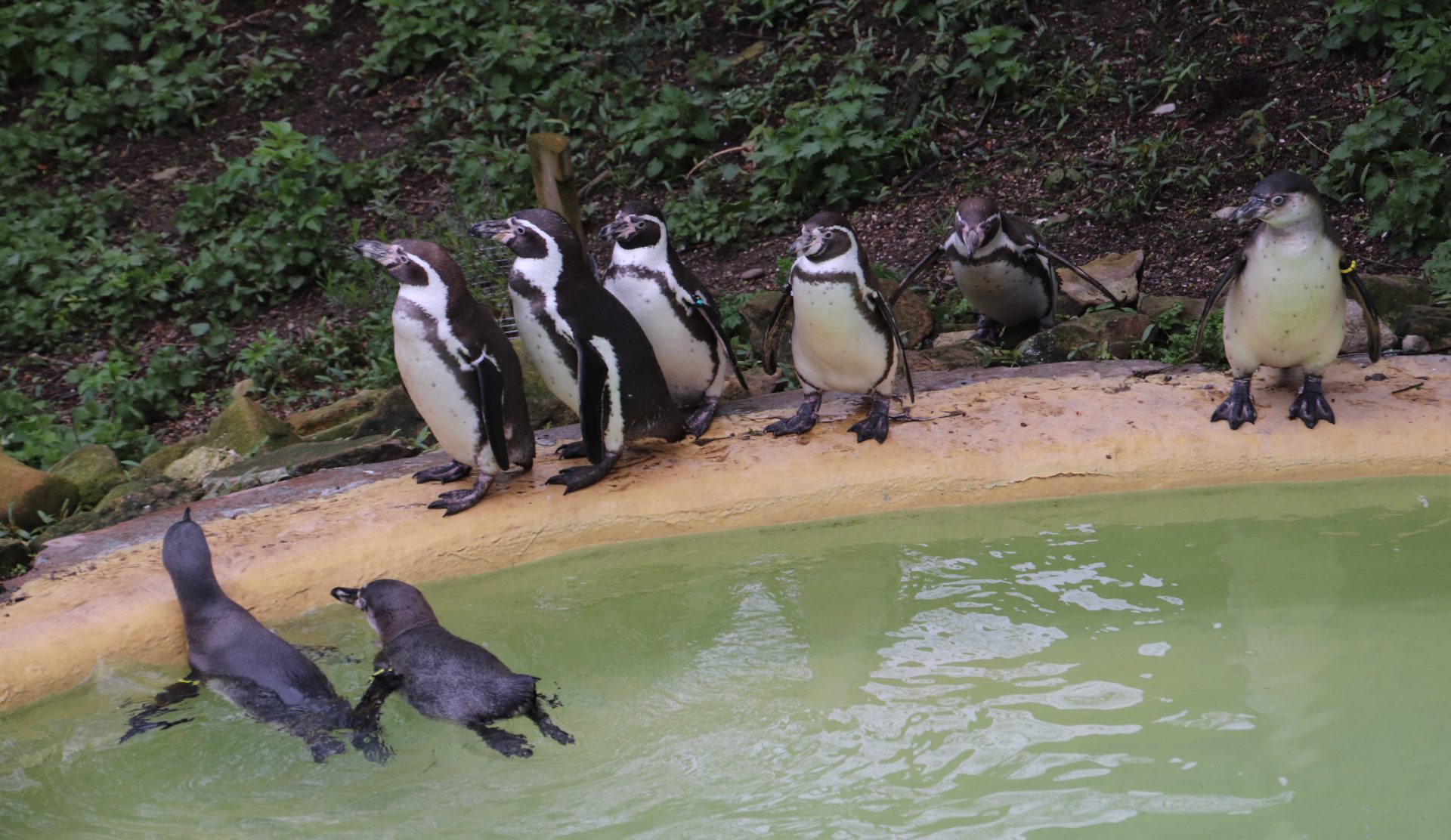 new penguins 1
