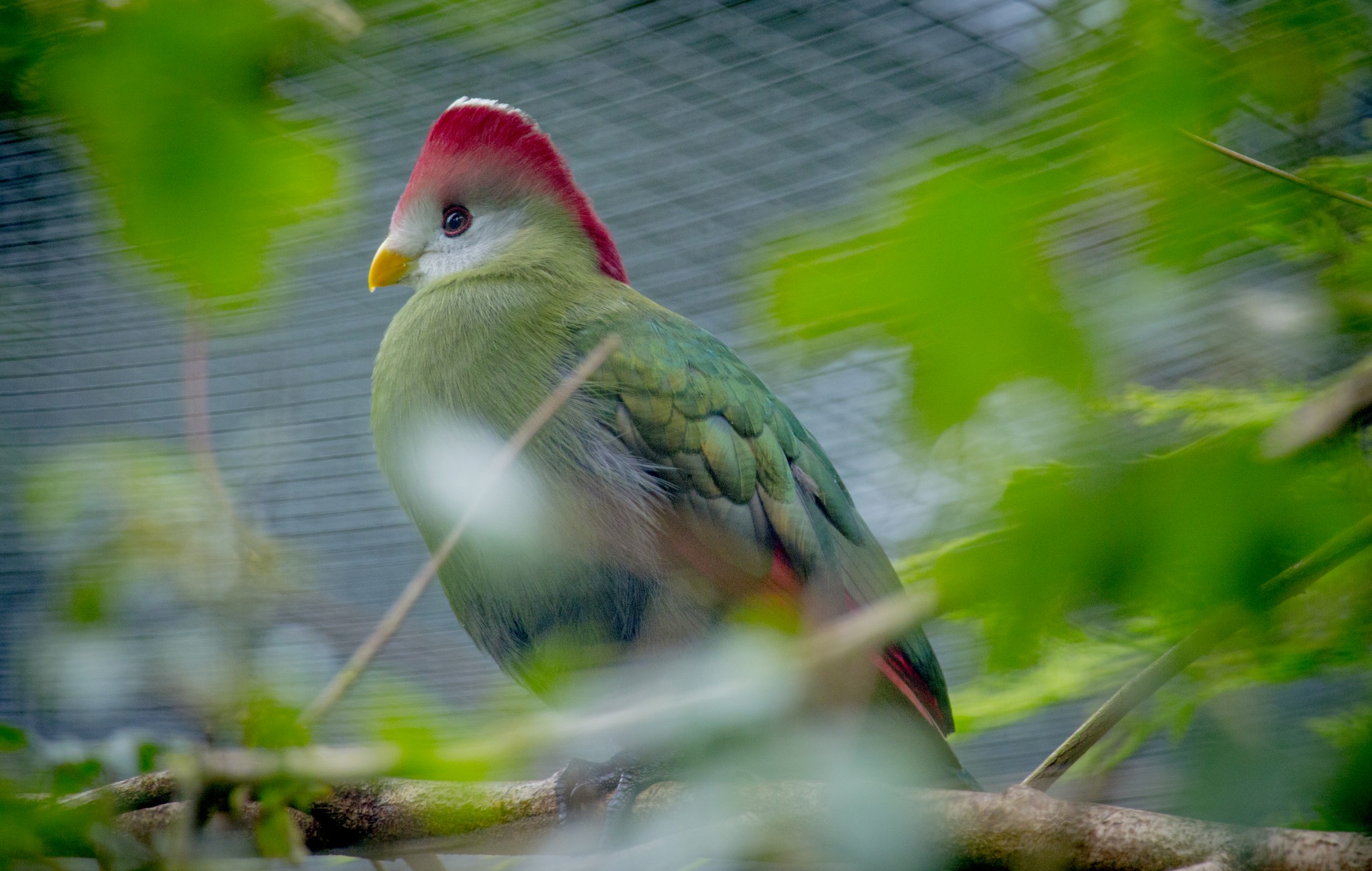 Turaco (Red-Crested)