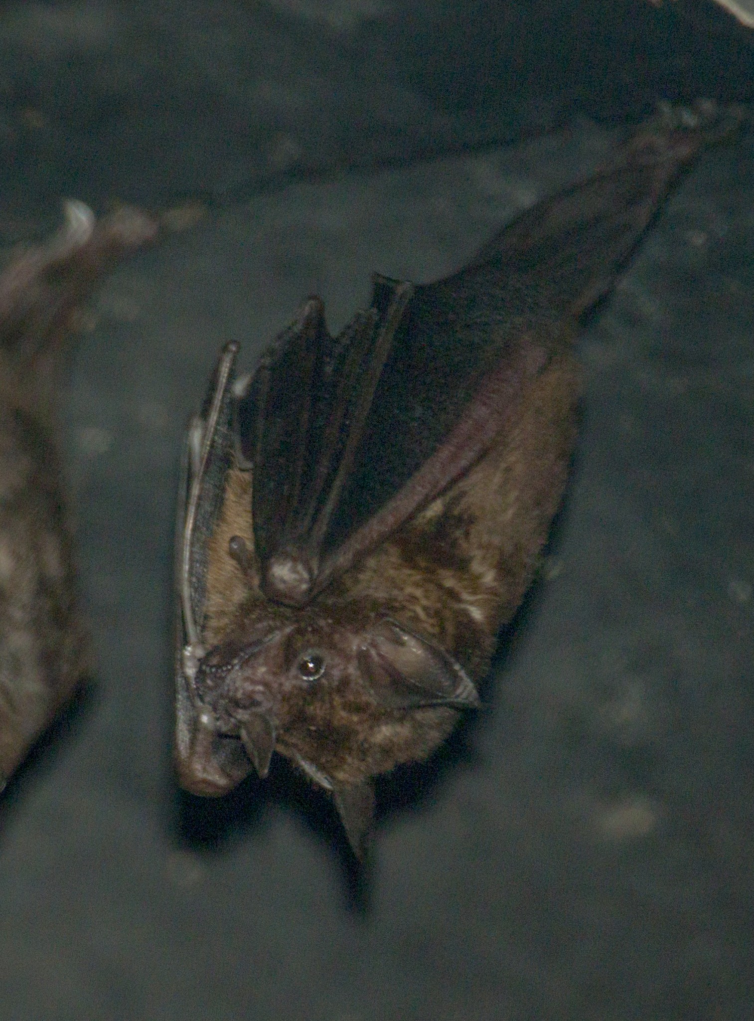 Bat (Seba’s short-tailed bat)