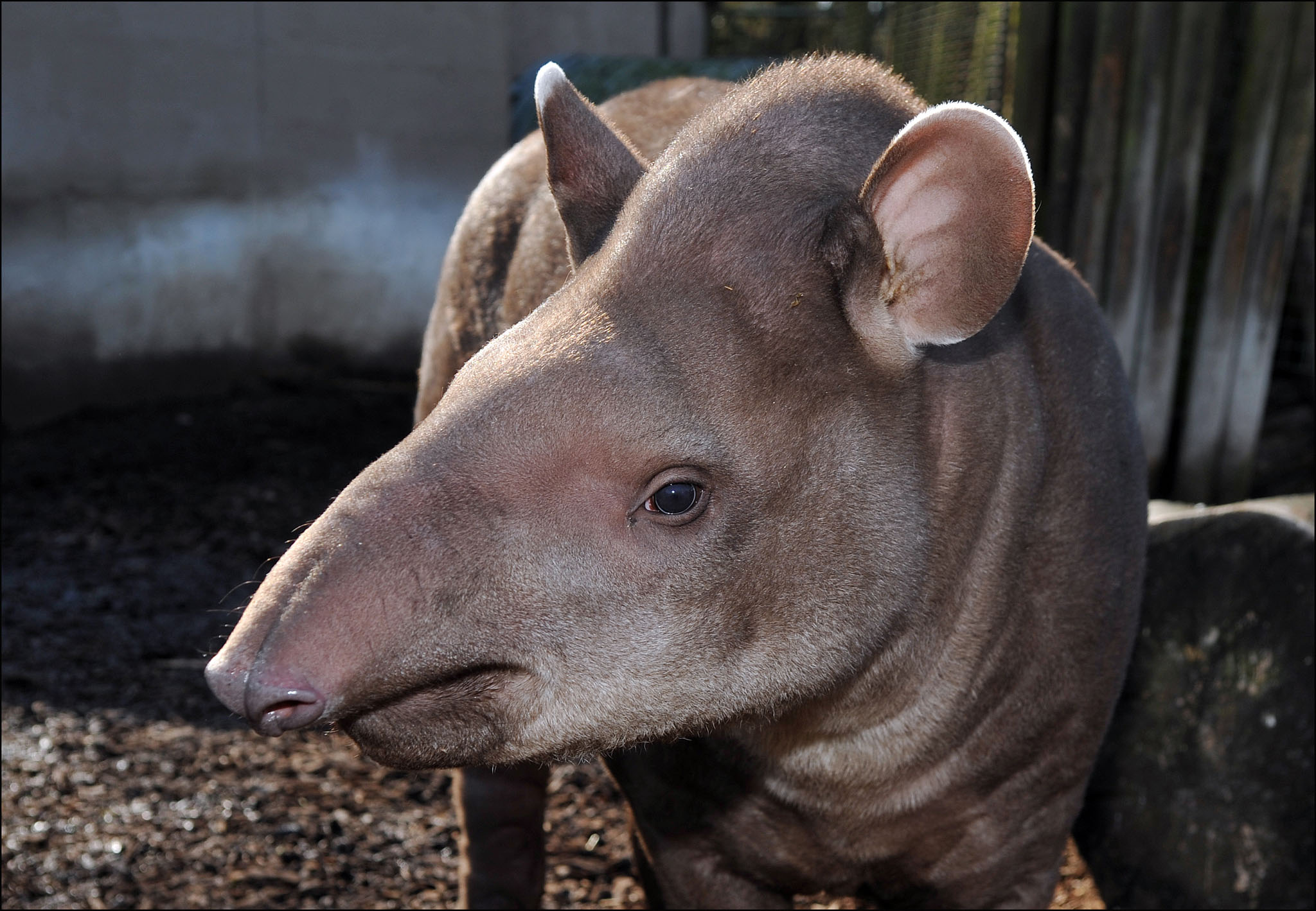 Tapir (Brazilian)