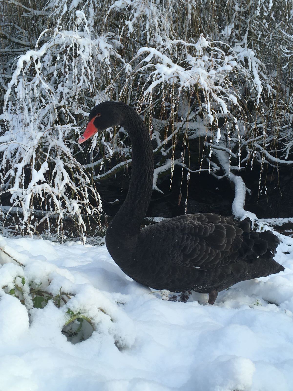 Swan (black)